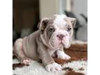 Bulldog Puppy for sale in Monument, CO, USA