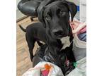 Adopt Josh Baby Lab Mix Sweetheart just a baby a Labrador Retriever