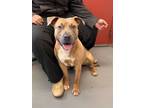 Adopt Fernando 48 pounds at 1 Year old Friendly Boy in Kill Shelter All American