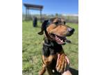 Adopt Buddy a Doberman Pinscher