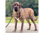 Caucasian Shepherd cross