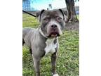 Adopt Porter a Pit Bull Terrier, Mixed Breed