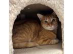 Adopt Ted a Tabby, Domestic Short Hair