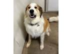 Adopt Ceaser a Great Pyrenees, Australian Shepherd