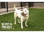 Adopt Ricardo a Shar-Pei, Mixed Breed