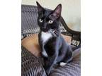 Adopt Toothless a Tuxedo