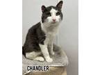 Adopt Chandler a Domestic Short Hair