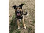 Adopt Haymish a German Shepherd Dog