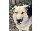 Adopt Hawk (GOOFY) a German Shepherd Dog