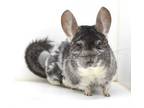 Adopt Chico a Chinchilla