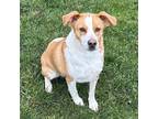 Adopt Odin a Beagle, Brittany Spaniel