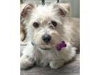 Adopt Whiskey a Terrier