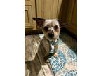 Adopt Harold Max a Yorkshire Terrier