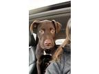 Adopt Beauregard a Chocolate Labrador Retriever