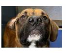 Adopt Bubba Gump (Forrest) a Pit Bull Terrier