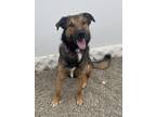 Adopt BRUNO a Mixed Breed, German Shepherd Dog