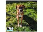 Adopt King a Boxer, Labrador Retriever