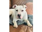 Adopt Brix a Pit Bull Terrier