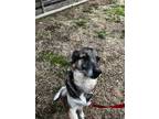 Adopt Mr. Lister **COURTESY POST**CONTACT OWNER DIRECTLY** a German Shepherd Dog
