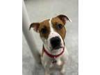 Adopt Casino a American Staffordshire Terrier, Mixed Breed