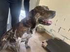 Adopt Sam a Mastiff