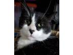 Adopt Mickey Mantle a Domestic Short Hair