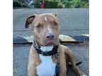 Adopt Buddy a American Staffordshire Terrier