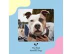 Adopt Tyson a American Staffordshire Terrier, Boxer