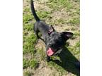 Adopt Kershaw a Labrador Retriever