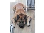 Adopt Leonidas a Shepherd