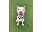 Adopt Alabaster a Terrier, Pit Bull Terrier
