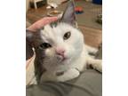 Adopt Alfie a Domestic Short Hair