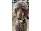 Adopt Roman a Standard Poodle