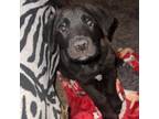 Adopt Picasso aka Baby Bear JuM a Black Labrador Retriever, Shepherd