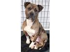 Adopt Dash a Pit Bull Terrier