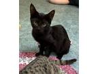 Adopt Jasper a Domestic Short Hair