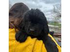 Newfoundland Puppy for sale in Sunman, IN, USA