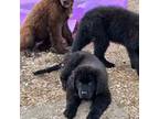 Newfoundland Puppy for sale in Sunman, IN, USA