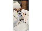 Adopt Flash a Jack Russell Terrier
