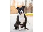 Adopt SNOOPY a American Staffordshire Terrier