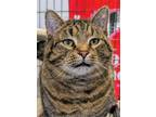 Adopt Bunjo a Domestic Short Hair