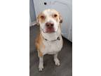 Adopt Bront a Labrador Retriever, Australian Cattle Dog / Blue Heeler