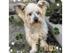 Adopt Jace a Yorkshire Terrier