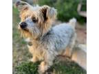 Adopt Jace a Yorkshire Terrier