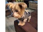Adopt Jace a Yorkshire Terrier