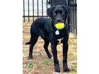 Adopt Beans a Black Labrador Retriever