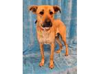 Adopt Lox a Mountain Cur, Retriever