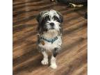 Adopt Baron a Shih Tzu