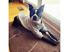 Adopt Dilbert a Boston Terrier