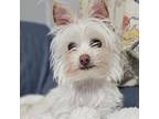 Adopt Chip FKA Loki a Terrier, Mixed Breed